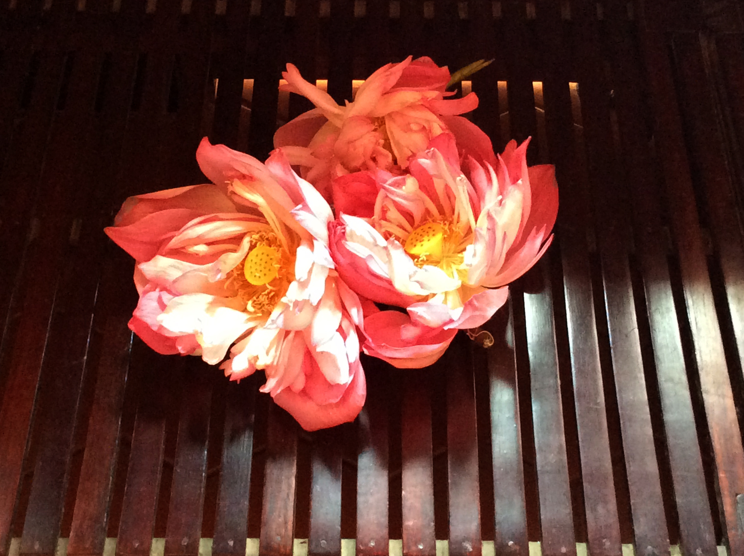 Lotus flower