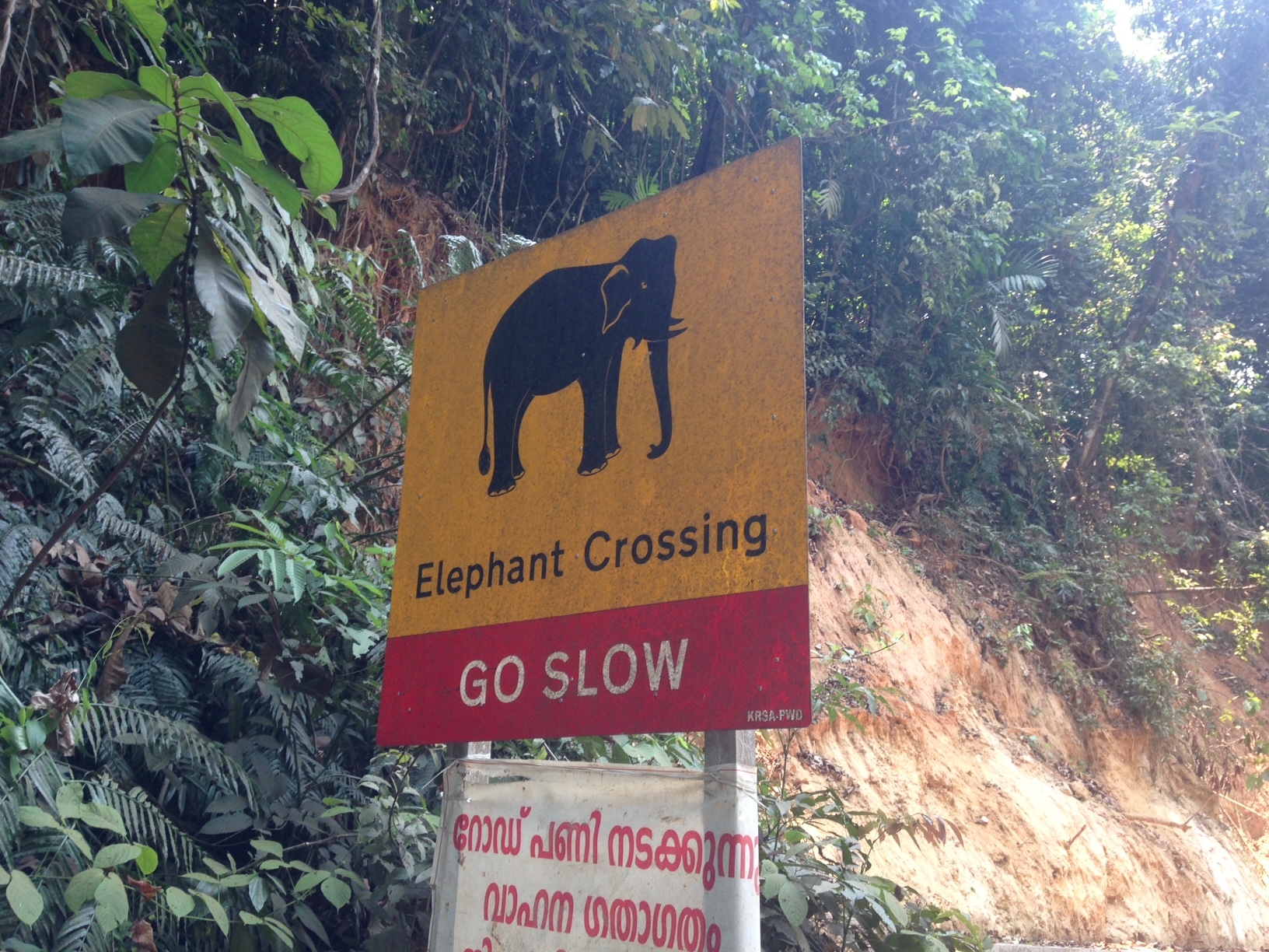 India: elephant crossing